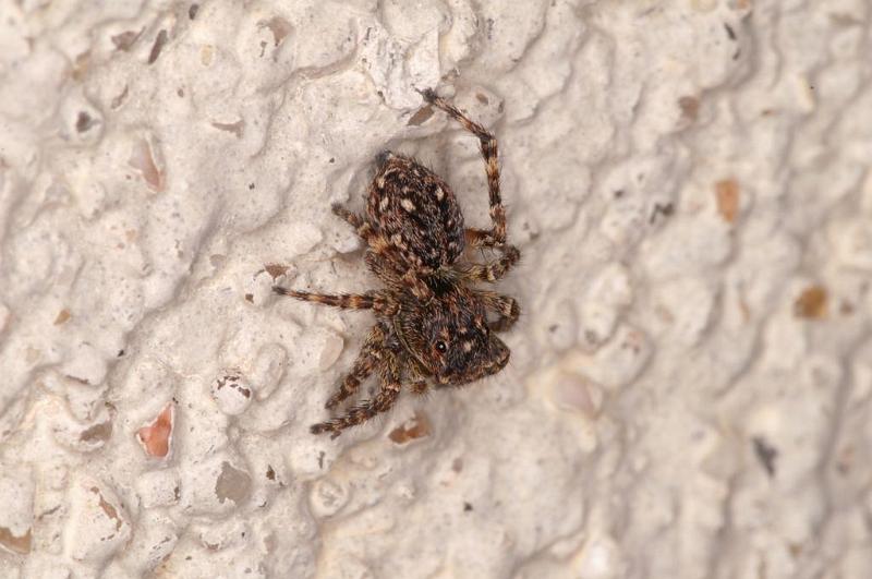 Sitticus_pubescens_D6157_Z_88_Les Gris_Frankrijk.jpg